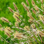 pennsylvania sedge