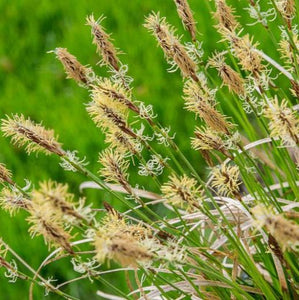 pennsylvania sedge