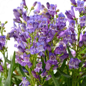 Penstemon Rock Candy Blue