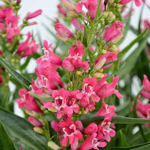 Penstemon Rock Candy Ruby