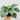 Watermelon Peperomia