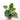 Peperomia Caperata 'Buenos Aires'