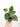 Peperomia Caperata 'Buenos Aires'