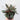 Peperomia caperata 'Rosso'