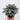 Peperomia 'San Marino'