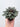 Peperomia 'San Marino'