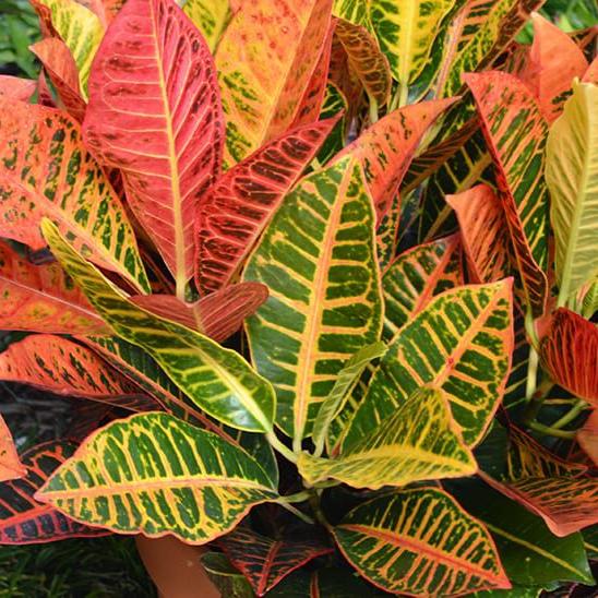 Croton 'Petra'