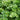 Petroselinum 'Forest Green' (Parsley)