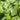Italian Dark Parsley  (Organic)