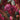 Pitcher Plant Sarracenia EMMS