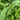 kimberly fern