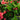 Anthurium