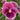 pink pansy