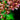 Oncidium Orchid