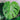 Philodendron Monstera Thai Constellation3
