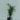 palm