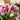 Orchid