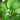Calathea Orbifolia