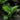 Chinese Fan Palms