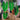 Alocasia Frydek