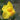 Canna Cannova Lily Yellow