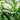 dieffenbachia