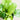 Calathea Orbifolia
