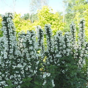 Philadelphus coronarius 'Illuminati Tower®'