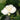 Philadelphus x Snow White™ 'Snowwhite Fantasy' (mockorange) PRC