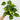Philodendron hederaceum 'Brasil'