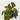 Philodendron 'Micans'