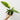 Philodendron 'Ring of Fire'