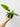 Philodendron 'Ring of Fire'