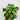 pilea pep