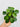 pilea pep