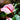 pink anthurium