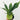 staghorn fern