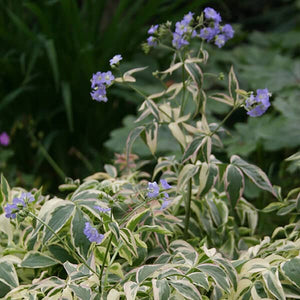 Polemonium 'Stairway to Heaven'