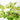 pothos snowy