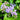 Eupatorium coelestinum (Hardy Ageratum) native