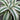 Dracaena Fragans White Aspen