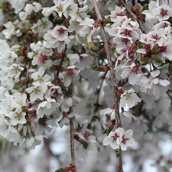 Prunus Snow Fountains