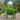 Buxus NewGen® 'Freedom' (Boxwood)