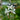Gaura Stratosphere™ 'White' (Butterfly Flower)
