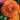 Ranunculus Sprinkles Orange