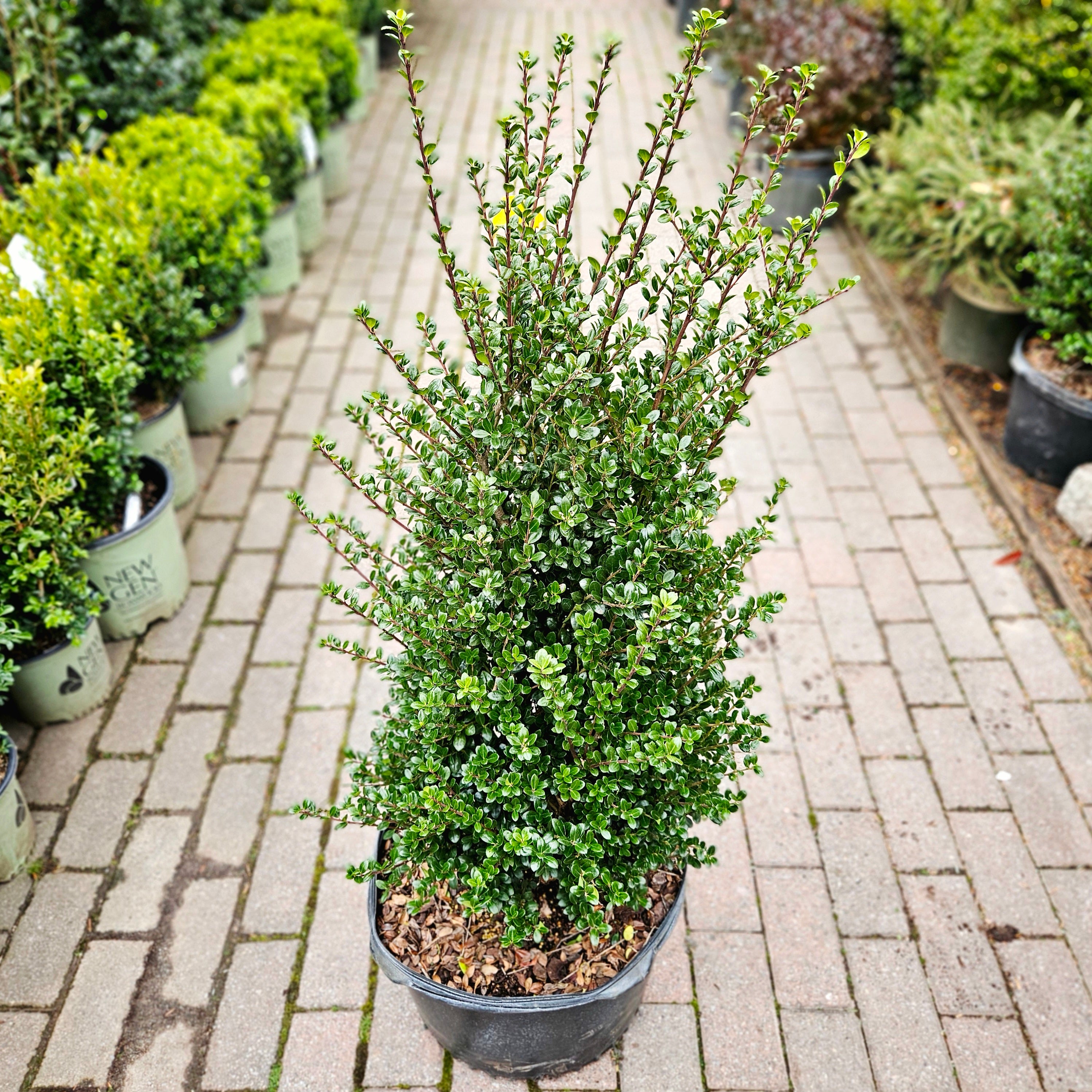 Ilex crenata 'Steeds' (Upright Japanese Holly) – Chelsea Garden Center