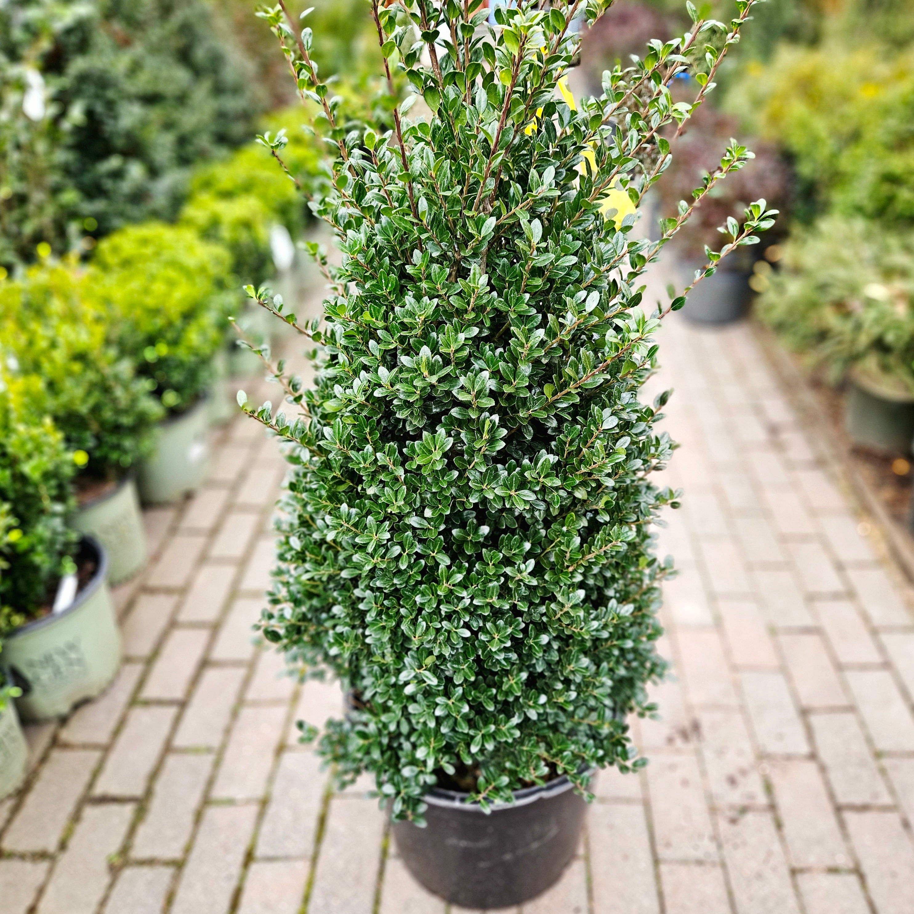 Ilex crenata 'Steeds' (Upright Japanese Holly) – Chelsea Garden Center