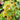 Heucherella hybrid Fun and Games® Hopscotch (Coralbells / Foamybells)