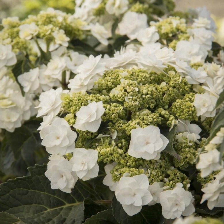 Hydrangea 'Wedding Gown'