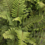 Tassel Fern